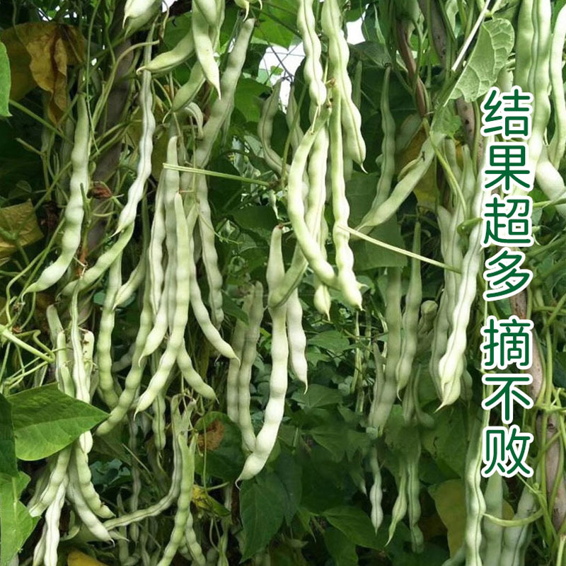 超级九粒白种子早熟老来少豆角四季蔬菜孑春季农家孑