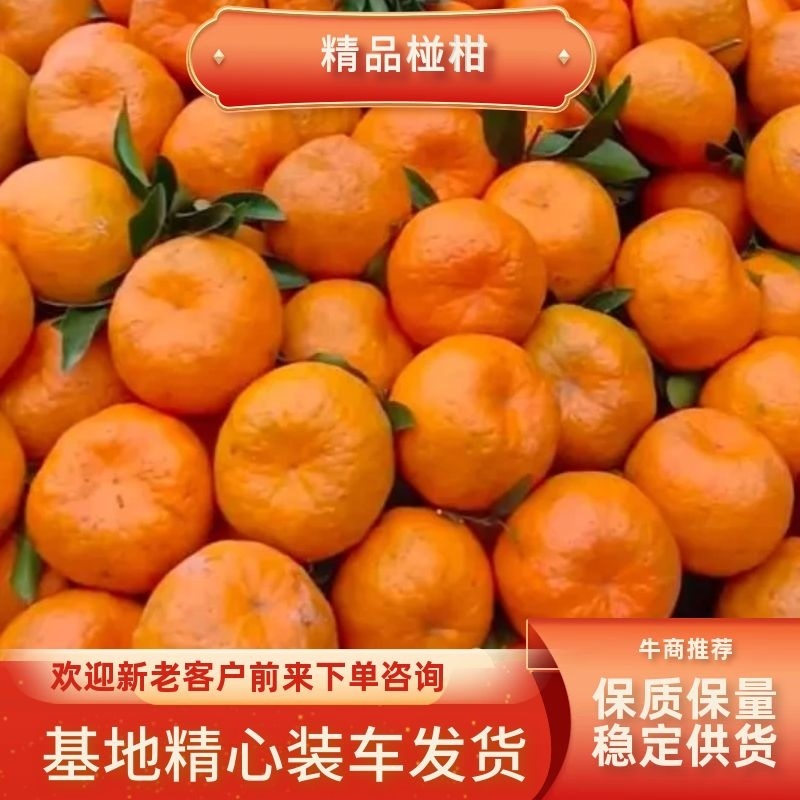 湖北精品椪柑，果园新鲜发货，真实报价诚信交易，欢迎咨询