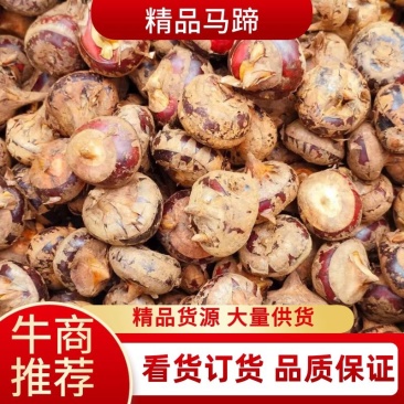 精品马蹄，产地直销新鲜甜脆价格优惠货源充足，欢迎咨询