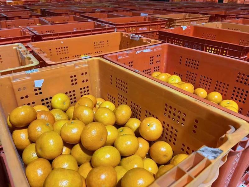 【柑桔】正宗武鸣沃柑皮薄多汁【一件代发】包邮品质保证