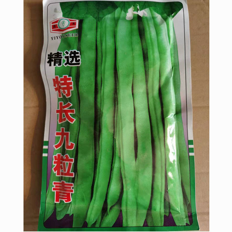 特长九粒青绿芸豆种子高产早熟爬架作物长棒行50天上市