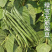 特长九粒青绿芸豆种子高产早熟爬架作物长棒行50天上市