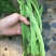 架豆早熟高产荚扁形金龙架豆子搭架作物蔬菜种子