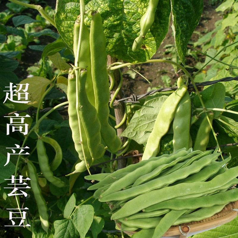 架豆早熟高产荚扁形金龙架豆子搭架作物蔬菜种子
