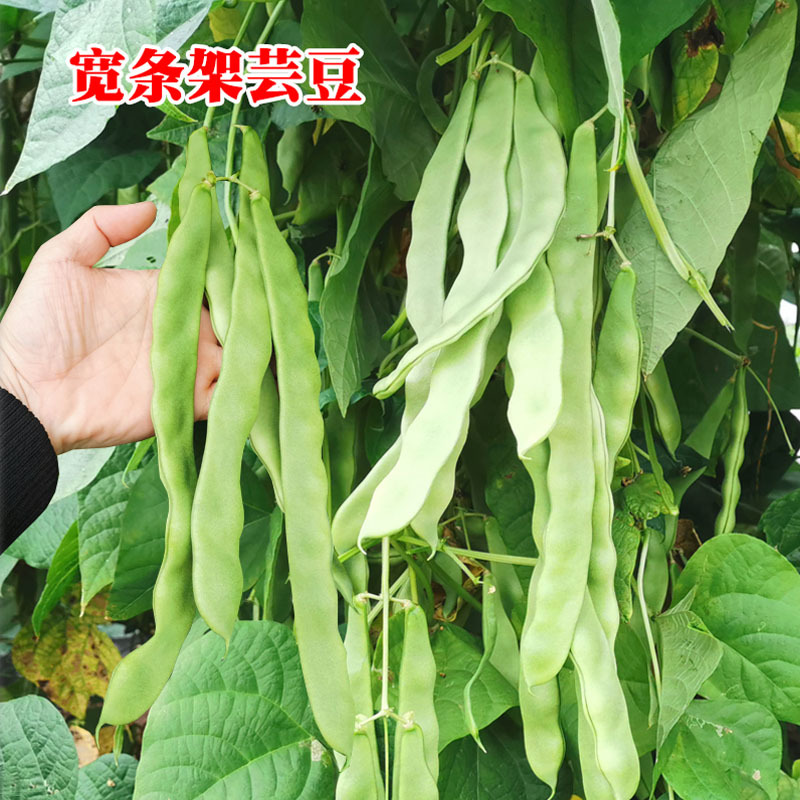 架豆早熟高产荚扁形金龙架豆子搭架作物蔬菜种子