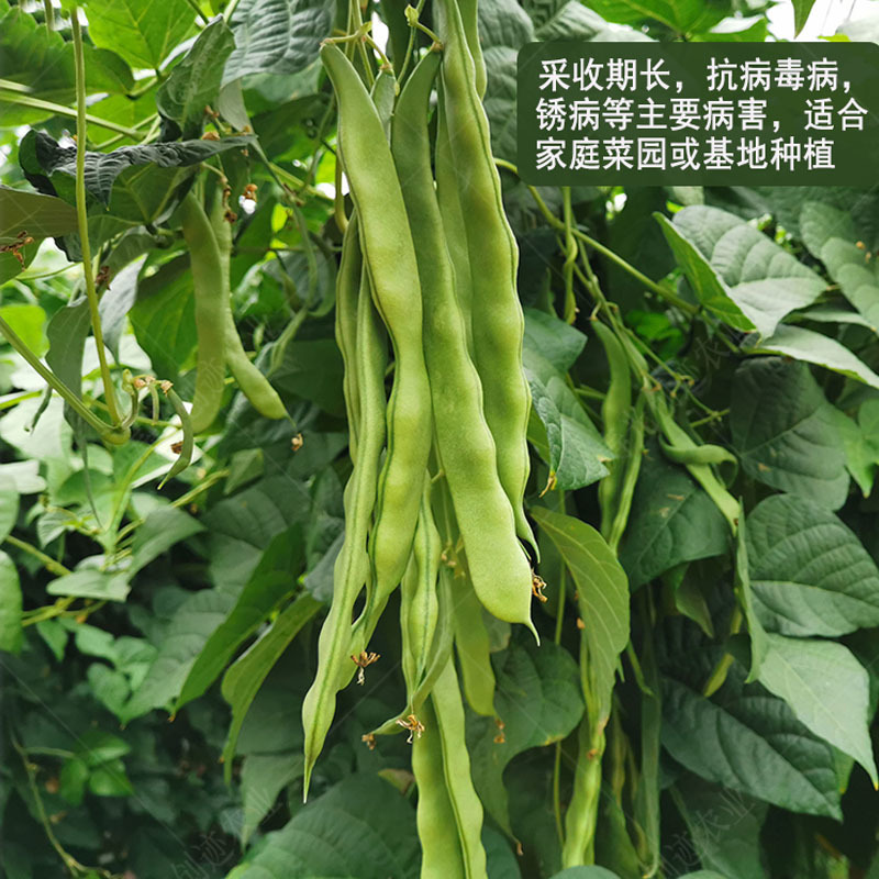 架豆早熟高产荚扁形金龙架豆子搭架作物蔬菜种子