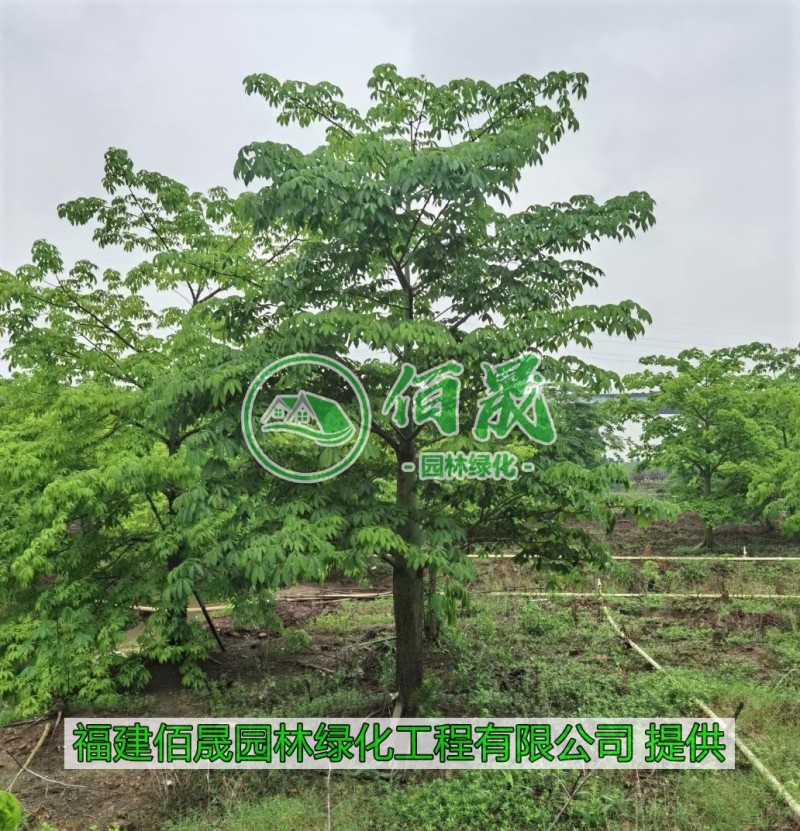 漳州大腹木棉批发价格、福建大量供应樱花木棉、大腹木棉种植