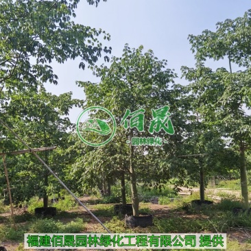 漳州大腹木棉批发价格、福建大量供应樱花木棉、大腹木棉种植