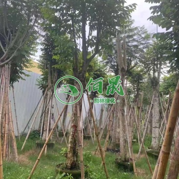 漳州火焰木批发价格、福建大量供应火焰木、火焰木种植基地