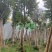 漳州火焰木批发价格、福建大量供应火焰木、火焰木种植基地