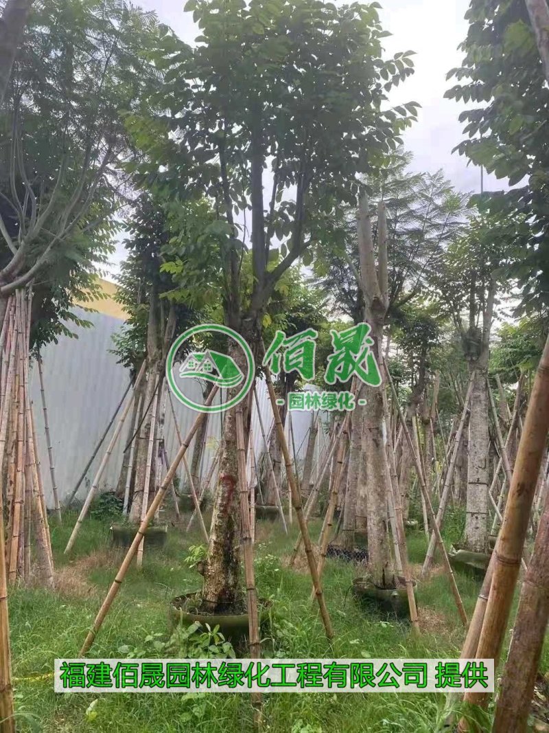 漳州火焰木批发价格、福建大量供应火焰木、火焰木种植基地
