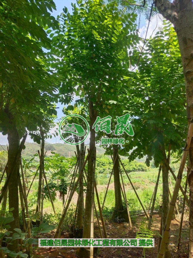 漳州火焰木批发价格、福建大量供应火焰木、火焰木种植基地