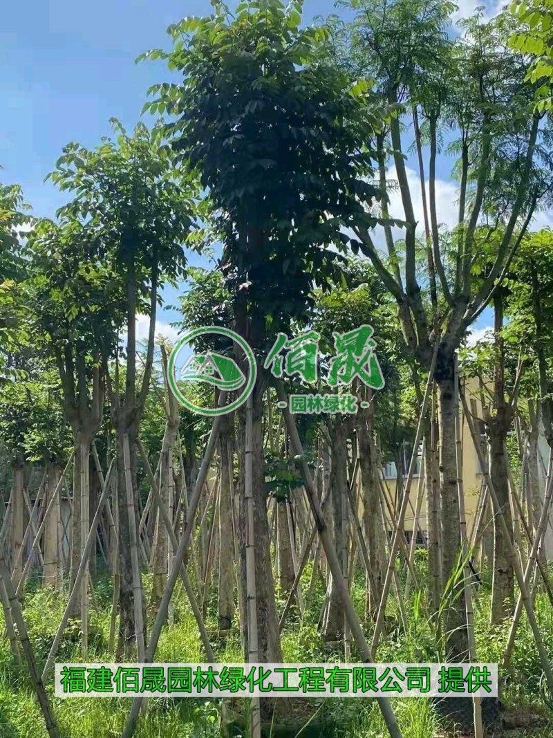 漳州火焰木批发价格、福建大量供应火焰木、火焰木种植基地