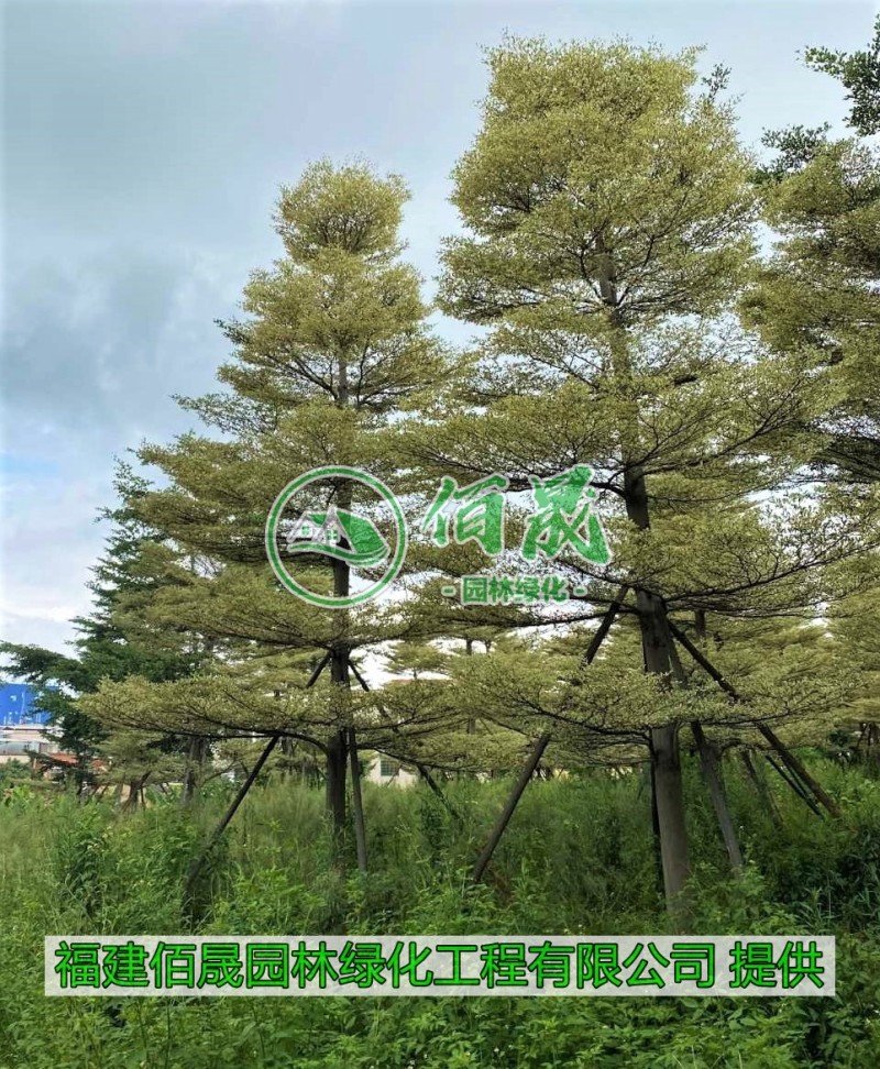 漳州锦叶榄仁批发价格、大量供应锦叶榄仁、锦叶榄仁种植