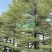 漳州锦叶榄仁批发价格、大量供应锦叶榄仁、锦叶榄仁种植