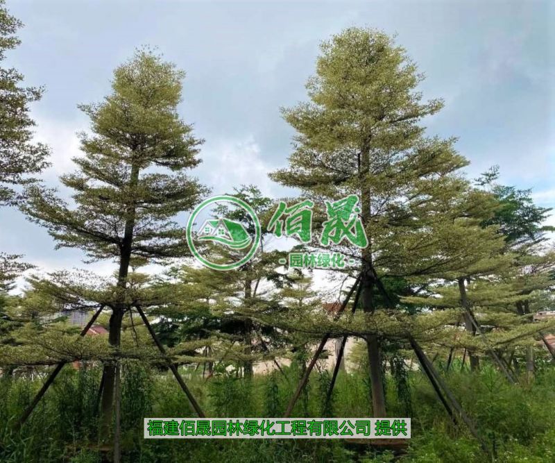 漳州锦叶榄仁批发价格、大量供应锦叶榄仁、锦叶榄仁种植