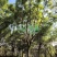 漳州蓝花楹批发价格、福建大量供应蓝花楹、蓝花楹种植基地