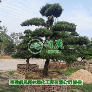 漳州罗汉松桩景批发价格、大量供应罗汉松桩景、罗汉松种植