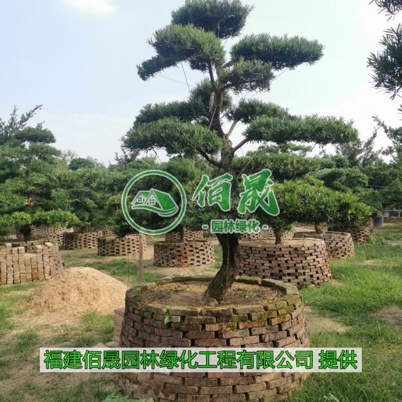 漳州罗汉松桩景批发价格、大量供应罗汉松桩景、罗汉松种植