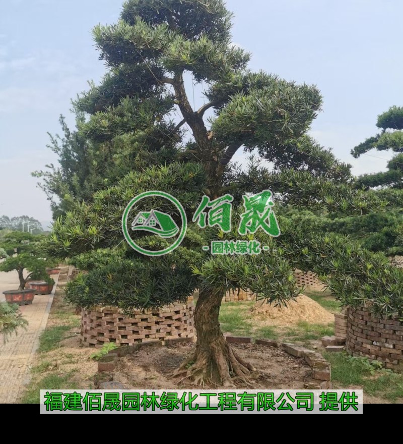 漳州罗汉松桩景批发价格、大量供应罗汉松桩景、罗汉松种植