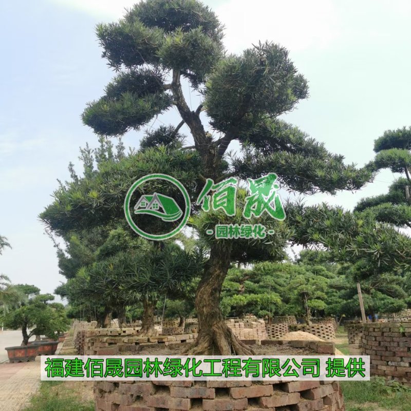 漳州罗汉松桩景批发价格、大量供应罗汉松桩景、罗汉松种植