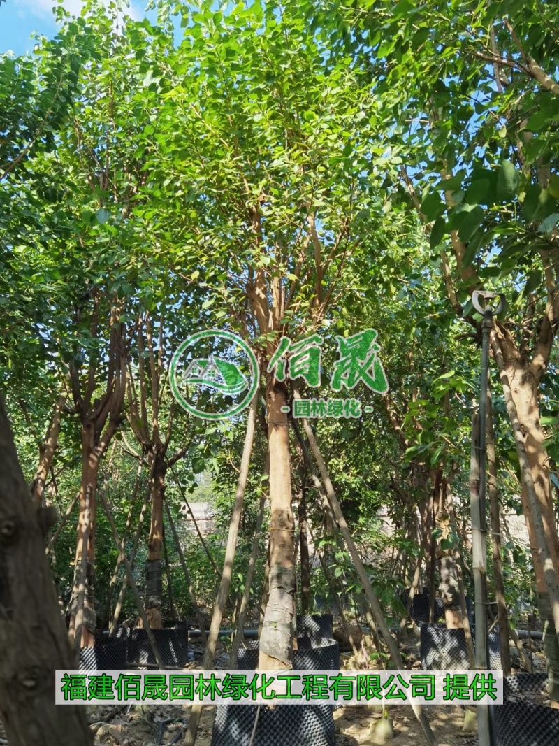 漳州菩提树批发价格、福建大量供应菩提榕、菩提树种植基地