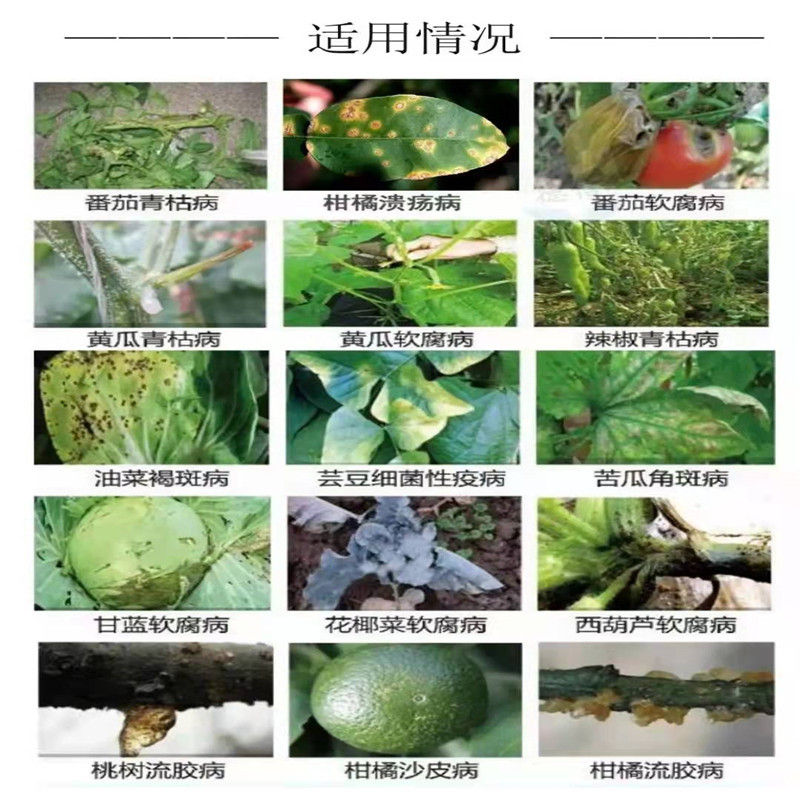 春雷喹啉铜果树蔬菜溃疡穿孔流胶细菌性角斑病杀菌剂