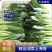 精品油菜，上海青，大量供应，长年专业代收代办，专业团队