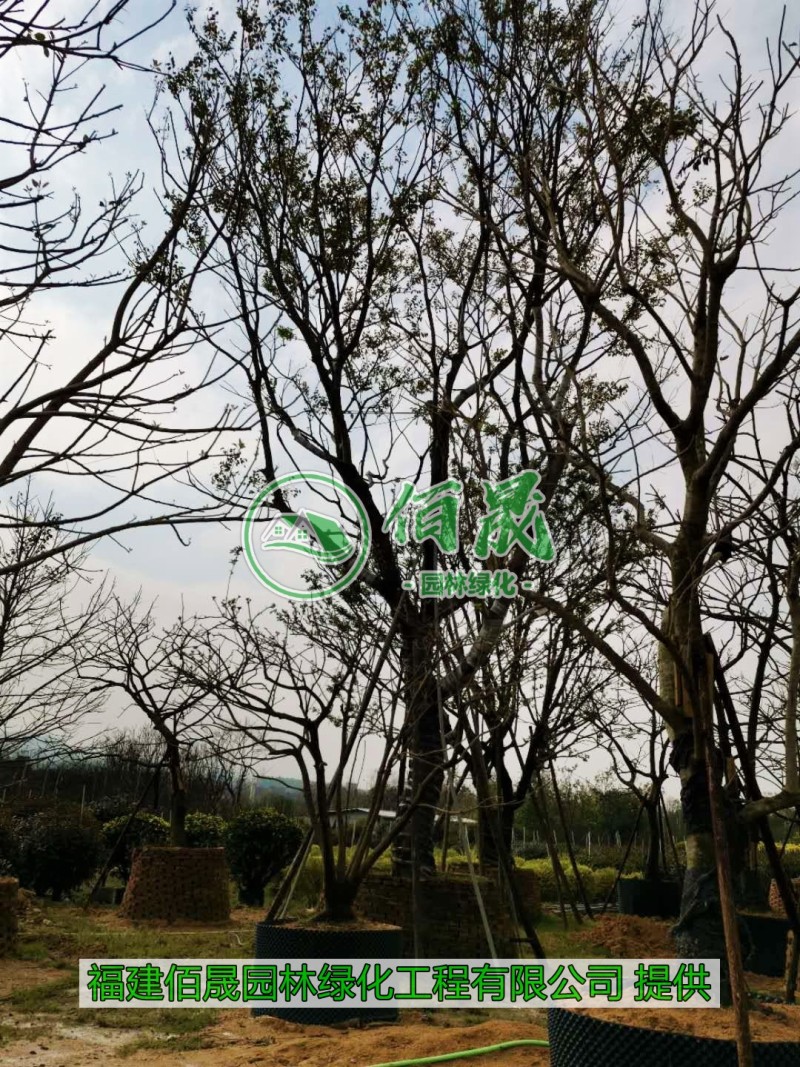 漳州朴树批发价格、福建大量供应丛生朴树、朴树种植基地