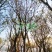漳州朴树批发价格、福建大量供应丛生朴树、朴树种植基地