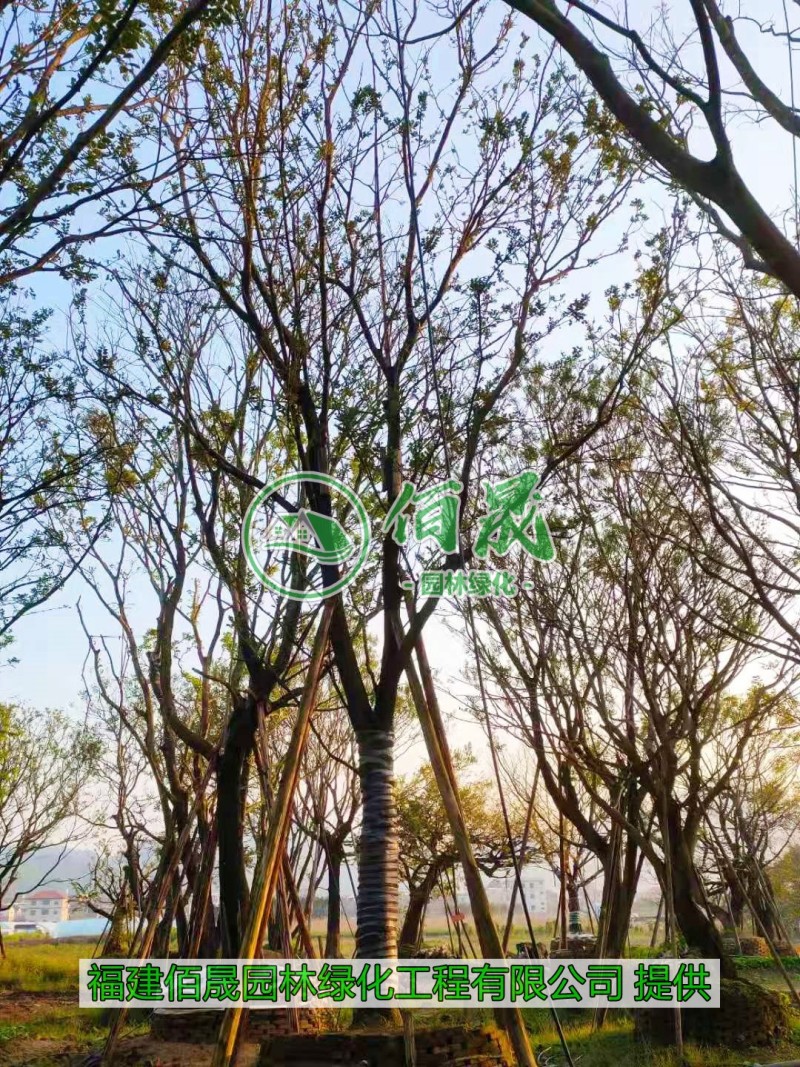 漳州朴树批发价格、福建大量供应丛生朴树、朴树种植基地