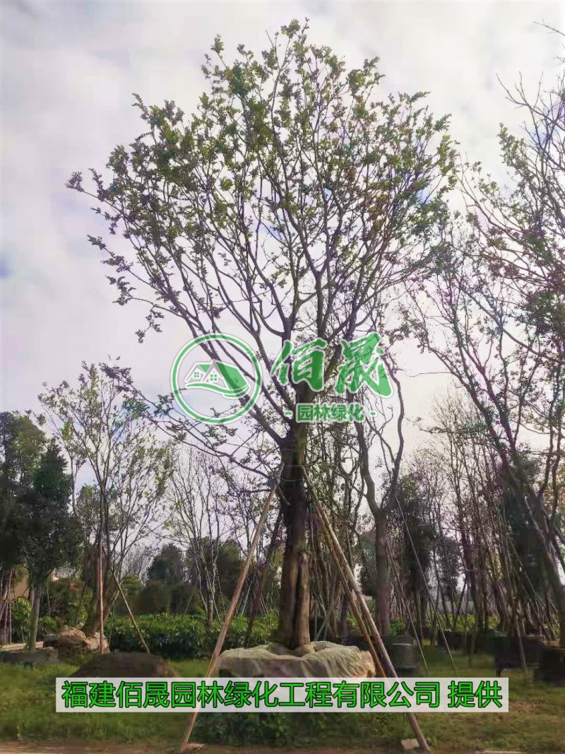 漳州朴树批发价格、福建大量供应丛生朴树、朴树种植基地