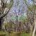 漳州朴树批发价格、福建大量供应丛生朴树、朴树种植基地