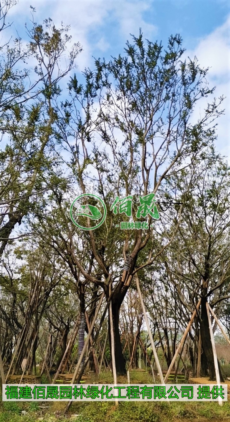 漳州朴树批发价格、福建大量供应丛生朴树、朴树种植基地