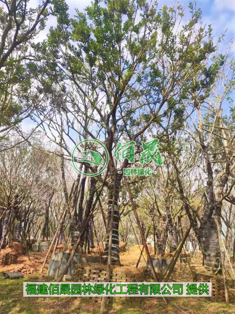 漳州朴树批发价格、福建大量供应丛生朴树、朴树种植基地