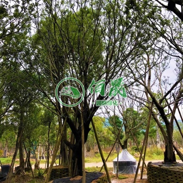 漳州朴树批发价格、福建大量供应丛生朴树、朴树种植基地