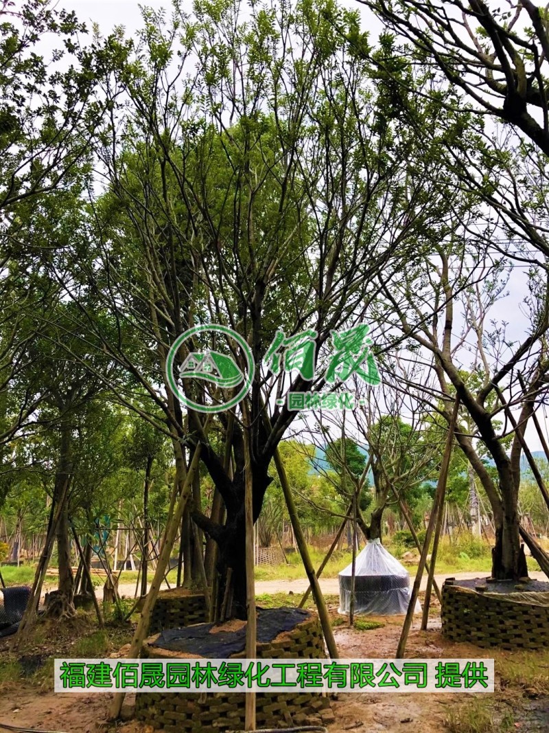 漳州朴树批发价格、福建大量供应丛生朴树、朴树种植基地