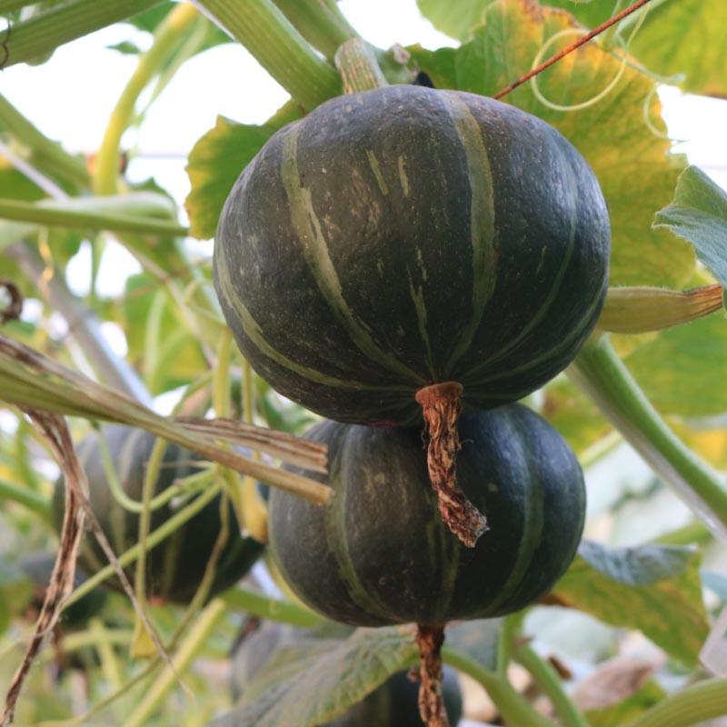 贝贝瓜种子选育改良细腻香甜软大田用种高产早熟特色瓜果籽