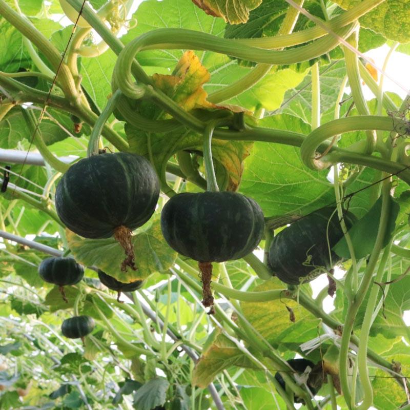 贝贝瓜种子选育改良细腻香甜软大田用种高产早熟特色瓜果籽