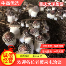 大球盖菇重庆食用菌供应基地货量充足品质好规格全