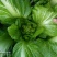 【推荐】精选儿菜新鲜上市现挖现发量大质优欢迎考察