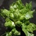 【推荐】精选儿菜新鲜上市现挖现发量大质优欢迎考察