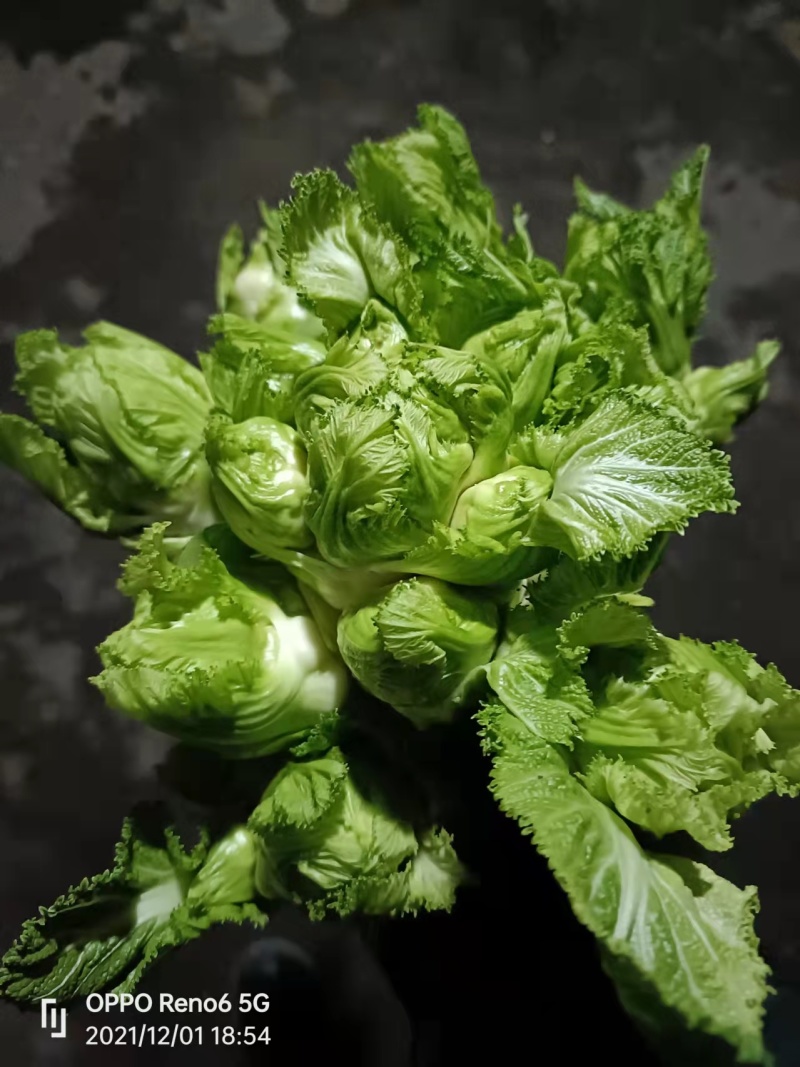 【推荐】精选儿菜新鲜上市现挖现发量大质优欢迎考察