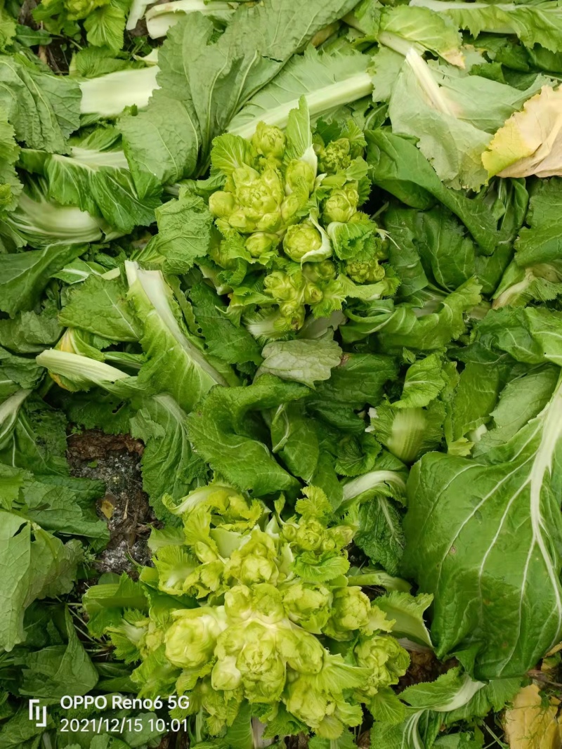 【推荐】精选儿菜新鲜上市现挖现发量大质优欢迎考察