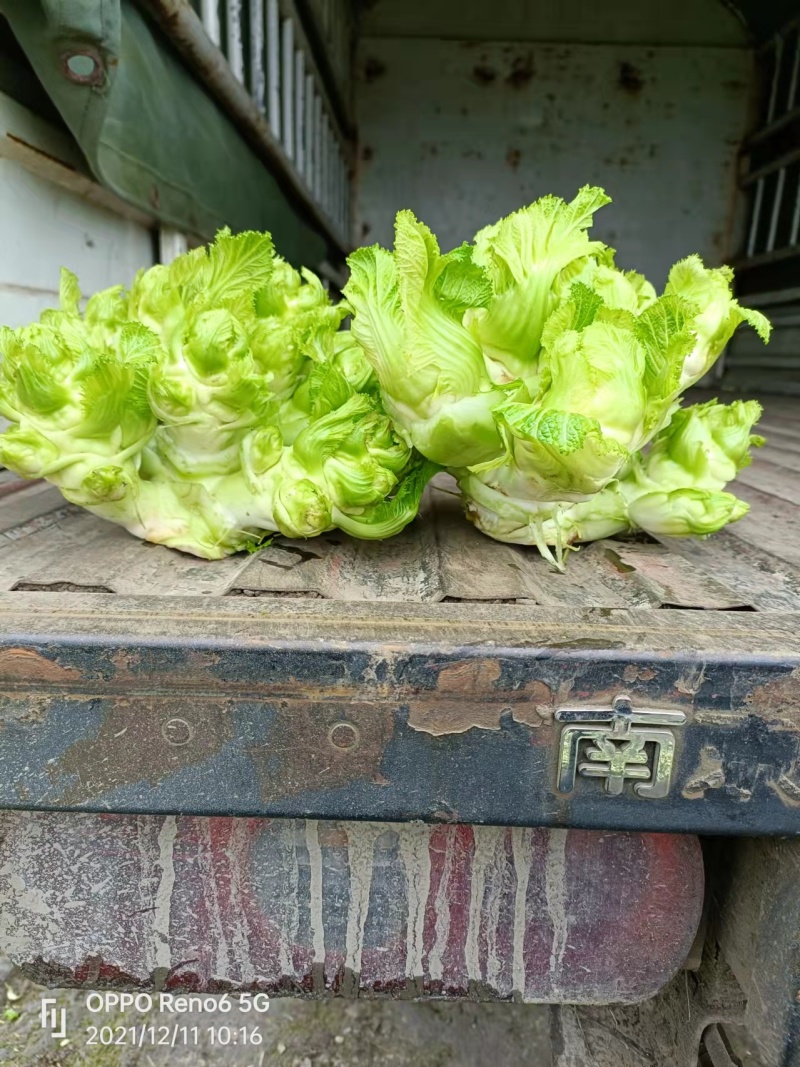 【推荐】精选儿菜新鲜上市现挖现发量大质优欢迎考察