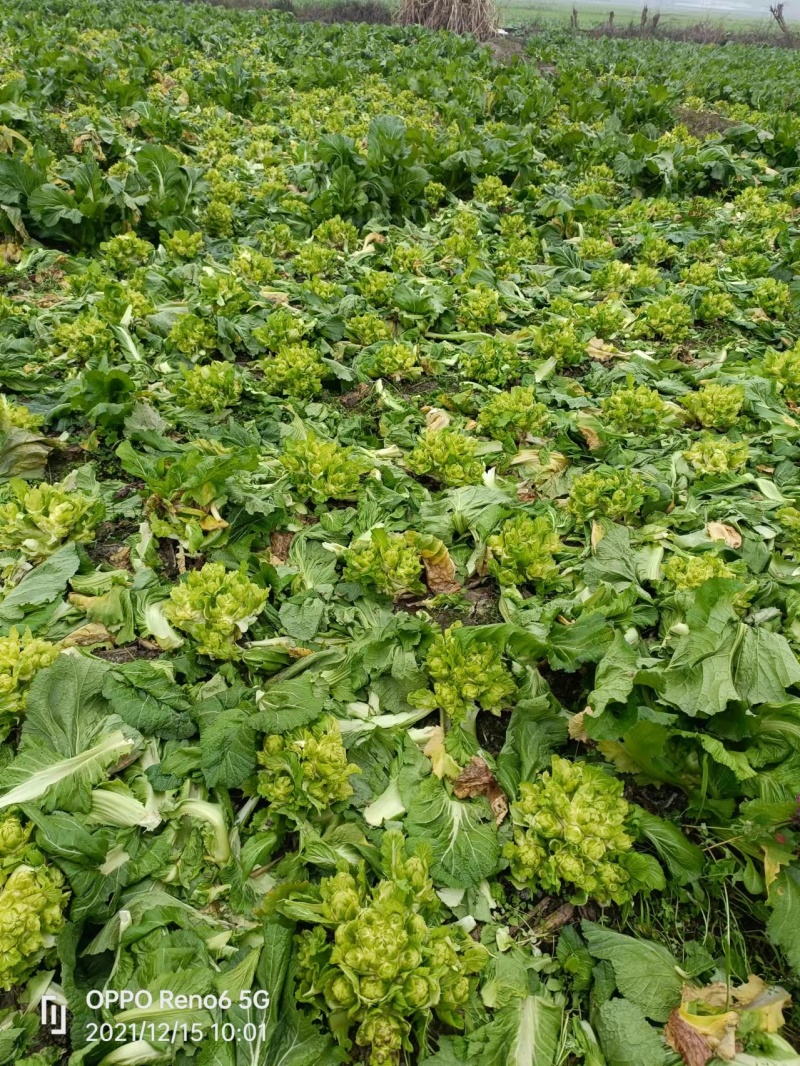 【推荐】精选儿菜新鲜上市现挖现发量大质优欢迎考察