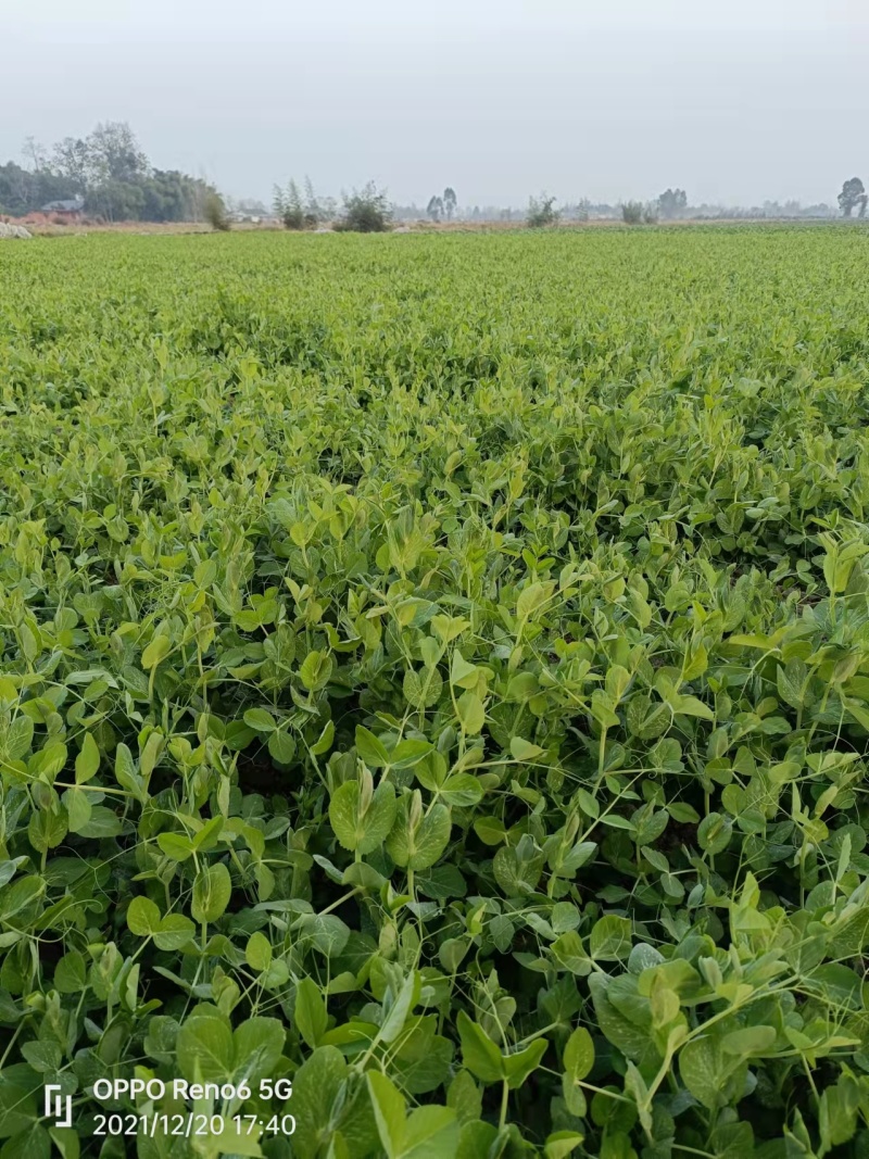 精品德阳豌豆尖大量上市产地直发欢迎与我联系！