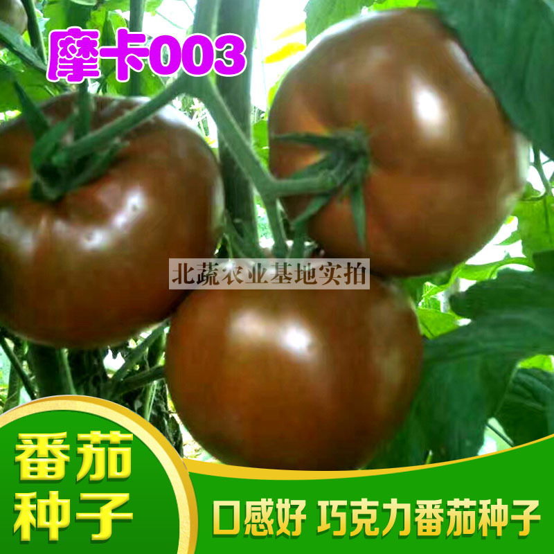 黑番茄种子摩卡003大黑西红柿种籽巧克力柿子种北蔬农业
