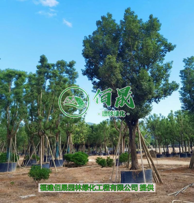 漳州香樟批发价格、福建大量供应香樟树、香樟种植基地