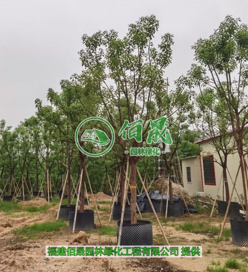 漳州香樟批发价格、福建大量供应香樟树、香樟种植基地